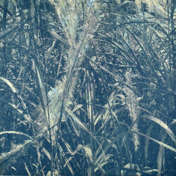 Feuilles, Jaga Jankowska Cappigny, 2023, sérigraphie sur papier, 50x50cm ©Jaga Jankowska Cappigny