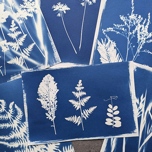 Cyanotype © Philippe Bréson